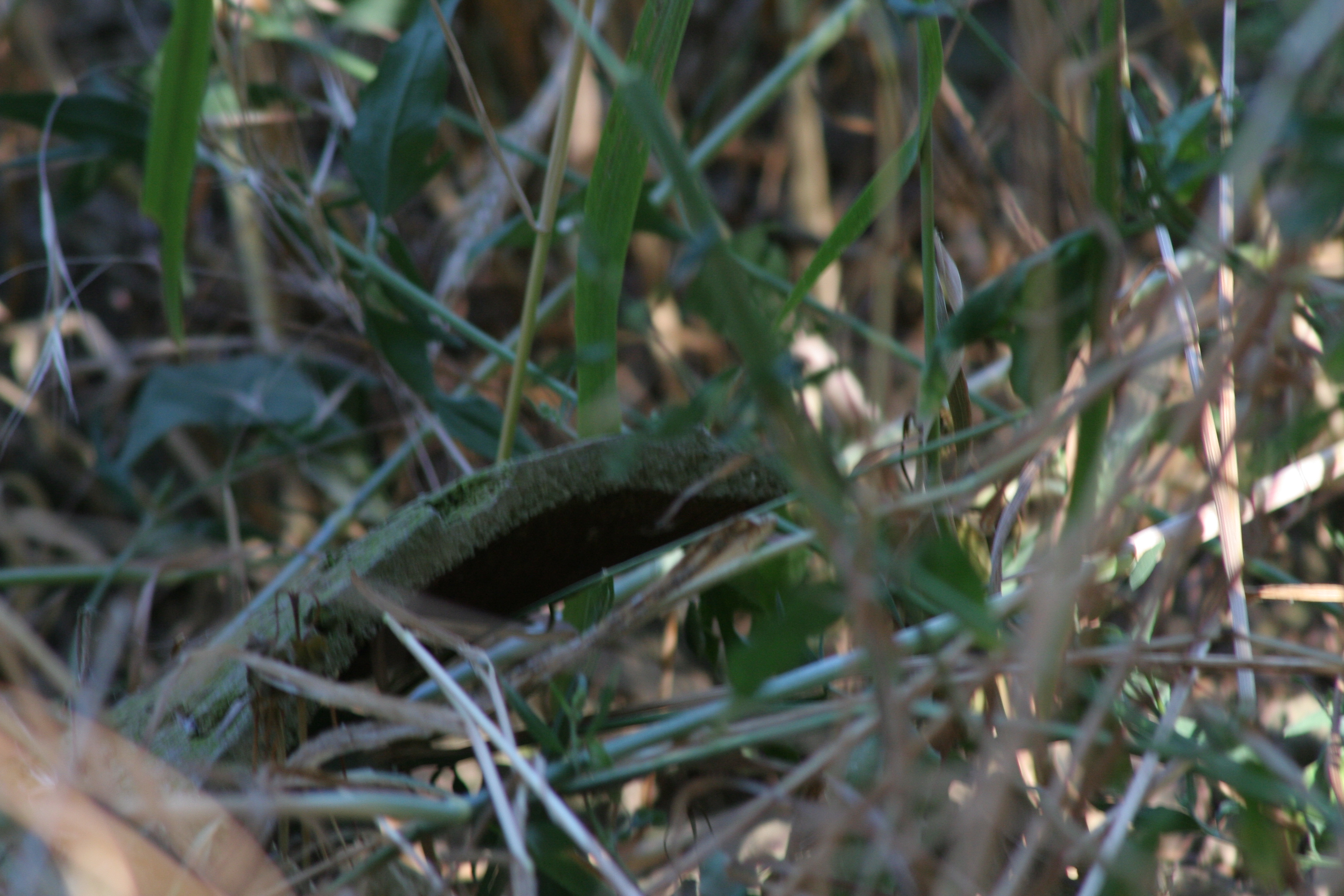 Nacktschnecke im Detail