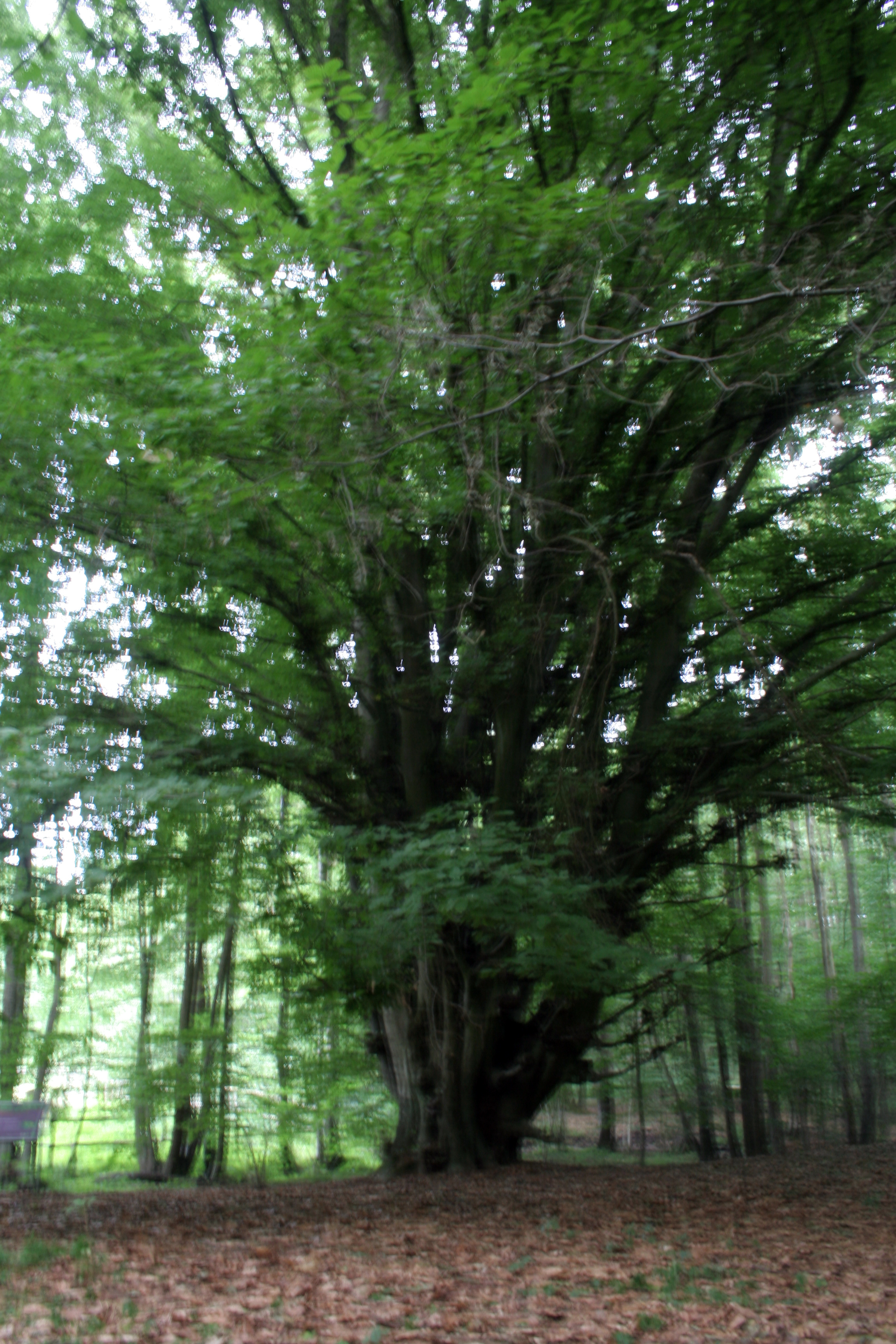 Die Hudebuche in der Bretziner Heide