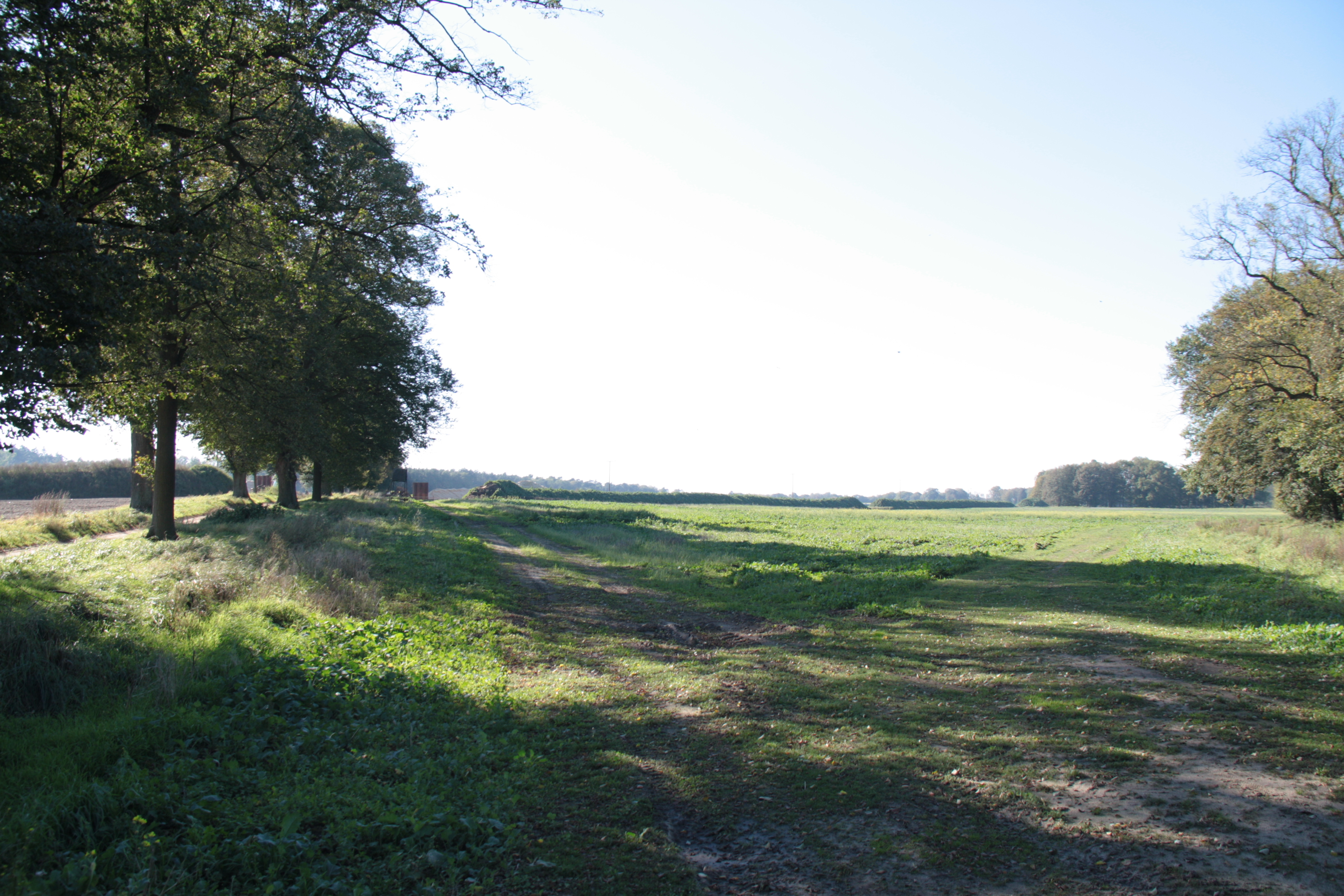 Blick übers Feld - Hinterm Park