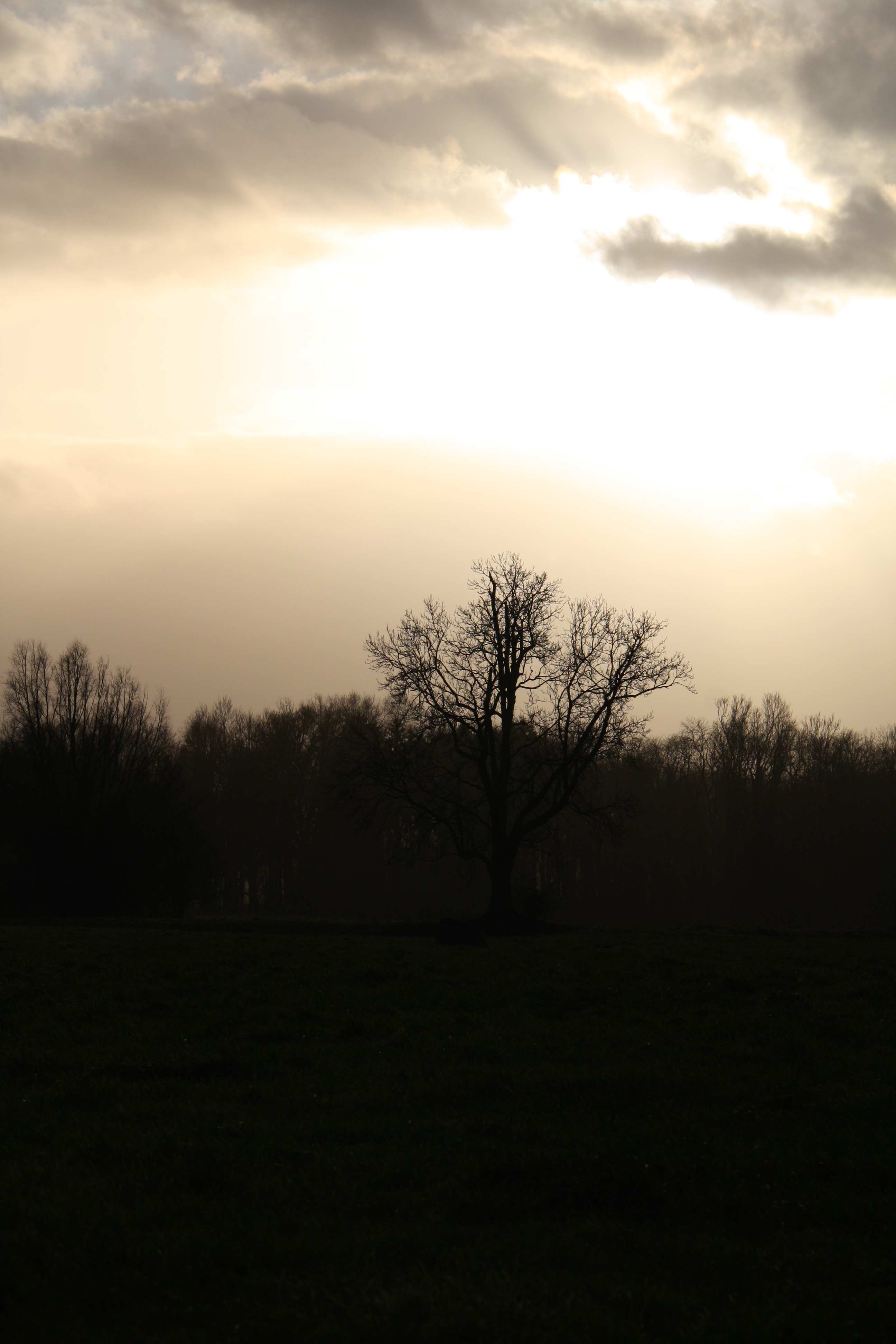 Sonnenfleck über kahlem Baum