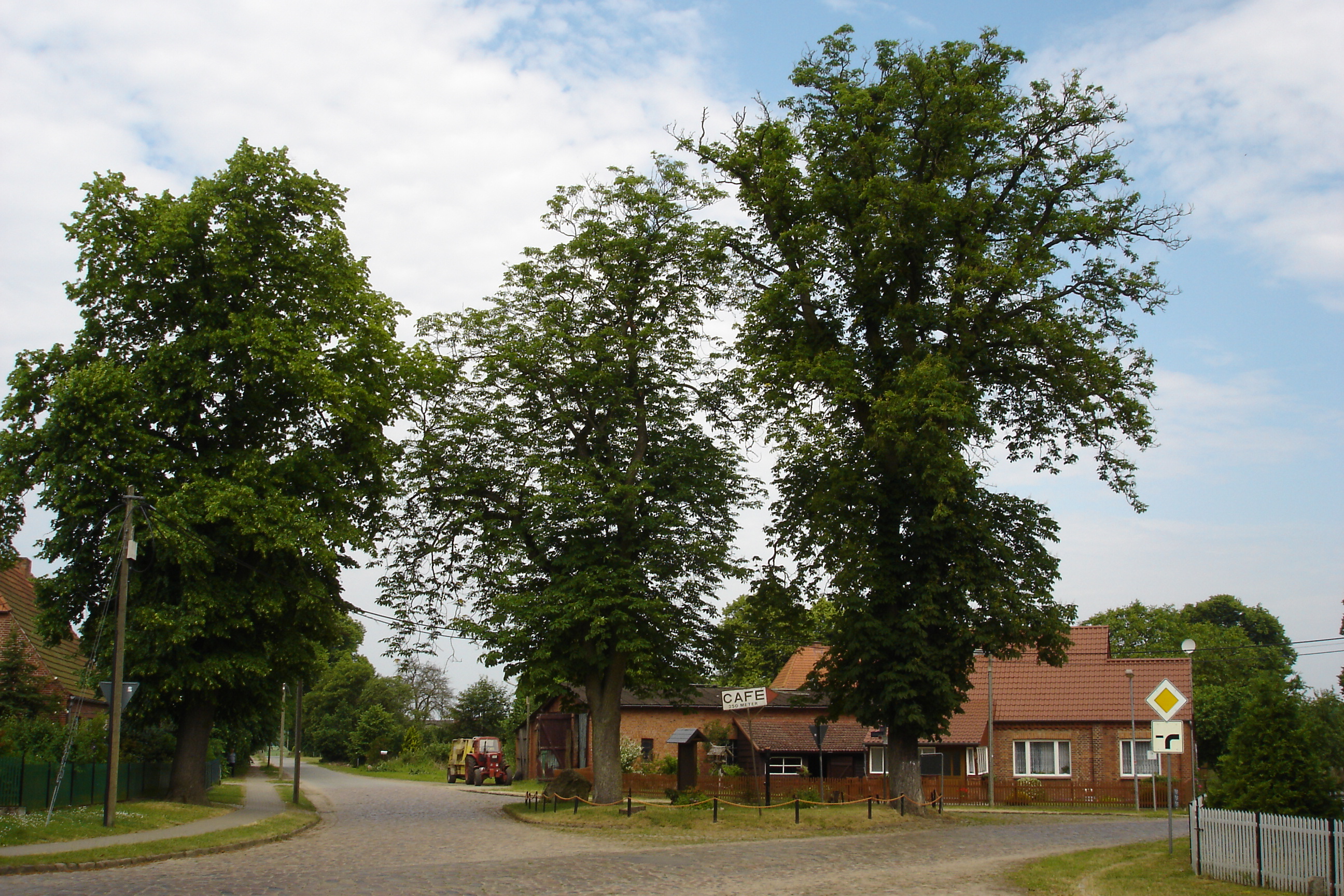 Katzenmarkt