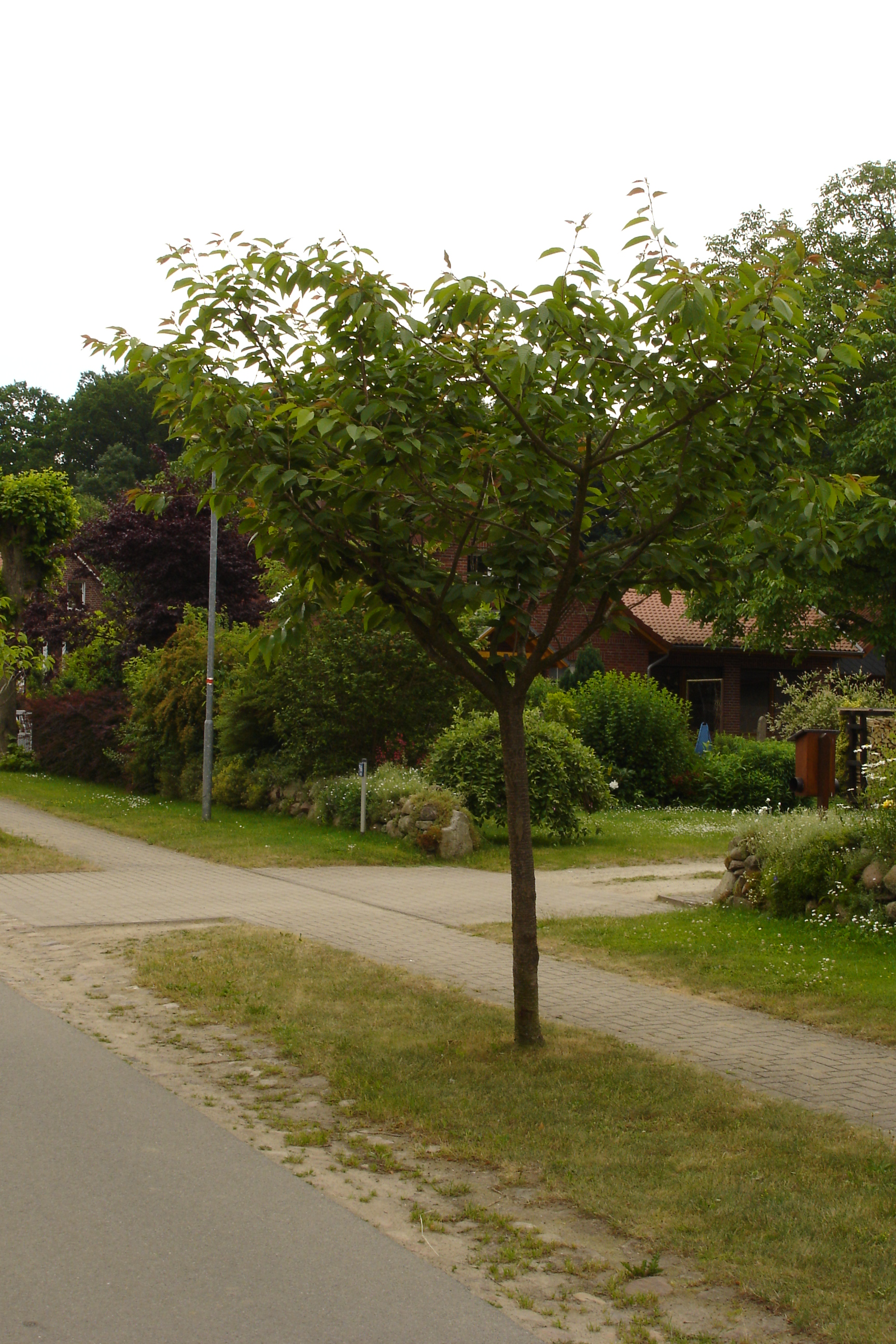 Vellahner Weg