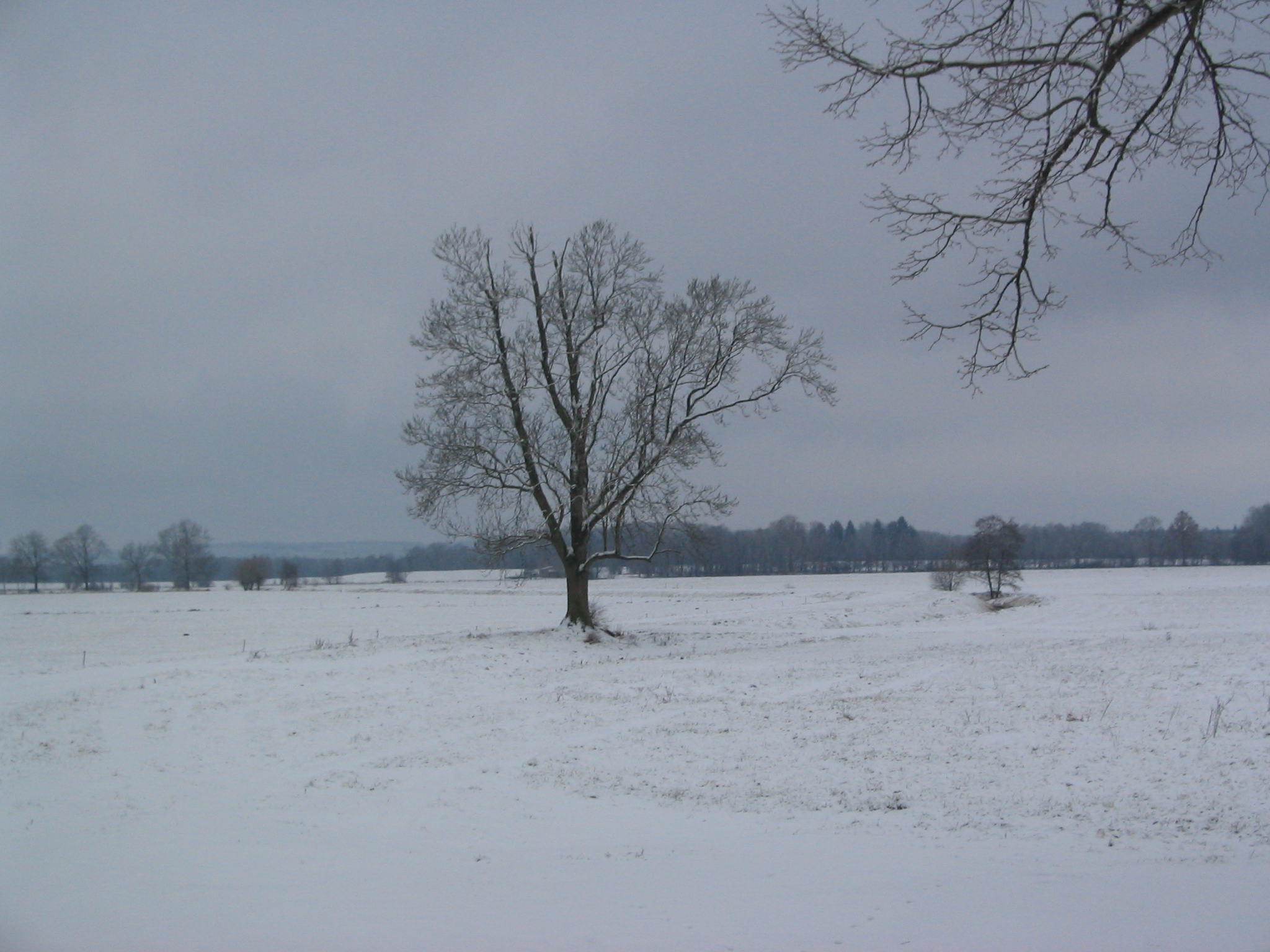 Weiße Wiesen